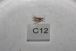  (Psychomyia arthit - HMCAD1211-36)  @12 [ ] Unspecified (default): All Rights Reserved  Unspecified Unspecified
