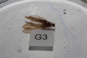  (Hydromanicus luctuosus - HMCAD1211-75)  @12 [ ] Unspecified (default): All Rights Reserved  Unspecified Unspecified