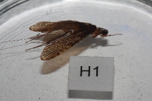  (Hydromanicus abiud - HMCAD1211-85)  @12 [ ] Unspecified (default): All Rights Reserved  Unspecified Unspecified