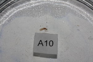  (Psychomyia kuni - HMCAD1211-105)  @12 [ ] Unspecified (default): All Rights Reserved  Unspecified Unspecified