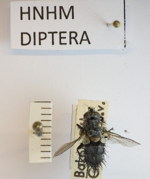  (Linnaemya frater - BGE_000156_B05)  @11 [ ] Copyright (c) (2024) HNHM Hungarian National Museum Public Collection Centre - Hungarian Natural History Museum