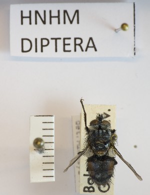  (Linnaemya impudica - BGE_000156_B08)  @11 [ ] Copyright (c) (2024) HNHM Hungarian National Museum Public Collection Centre - Hungarian Natural History Museum