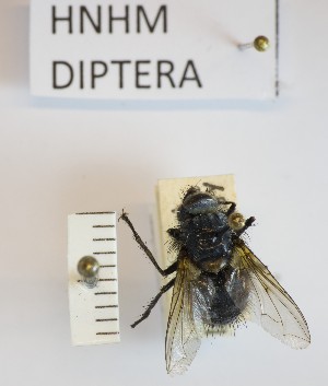  ( - BGE_000156_C03)  @11 [ ] Copyright (c) (2024) HNHM Hungarian National Museum Public Collection Centre - Hungarian Natural History Museum