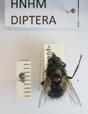  ( - BGE_000156_C04)  @11 [ ] Copyright (c) (2024) HNHM Hungarian National Museum Public Collection Centre - Hungarian Natural History Museum