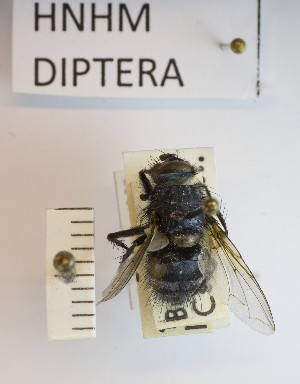  ( - BGE_000156_C05)  @11 [ ] Copyright (c) (2024) HNHM Hungarian National Museum Public Collection Centre - Hungarian Natural History Museum