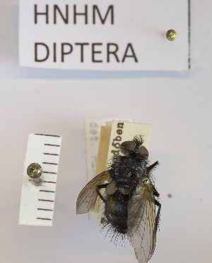  ( - BGE_000156_F07)  @11 [ ] Copyright (c) (2024) HNHM Hungarian National Museum Public Collection Centre - Hungarian Natural History Museum