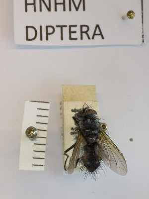  ( - BGE_000156_F08)  @11 [ ] Copyright (c) (2024) HNHM Hungarian National Museum Public Collection Centre - Hungarian Natural History Museum