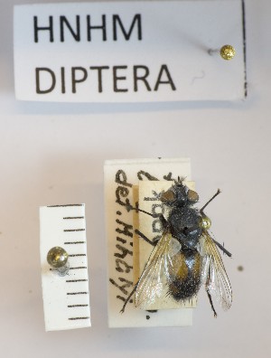  (Besseria lateritia - BGE_000156_H01)  @11 [ ] Copyright (c) (2024) HNHM Hungarian National Museum Public Collection Centre - Hungarian Natural History Museum
