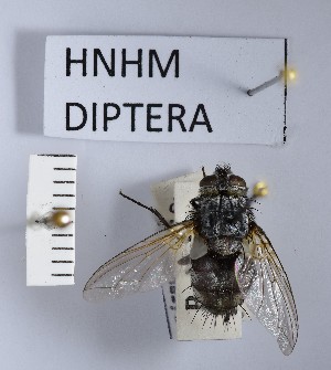  ( - BGE_000157_C01)  @11 [ ] Copyright (c) (2024) HNHM Hungarian National Museum Public Collection Centre - Hungarian Natural History Museum