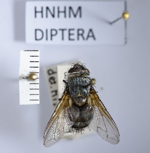  (Blepharipa schineri - BGE_000157_C03)  @11 [ ] Copyright (c) (2024) HNHM Hungarian National Museum Public Collection Centre - Hungarian Natural History Museum