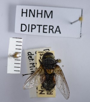  ( - BGE_000157_C04)  @11 [ ] Copyright (c) (2024) HNHM Hungarian National Museum Public Collection Centre - Hungarian Natural History Museum