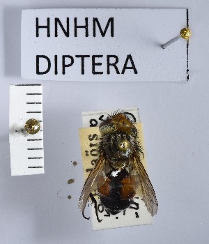  ( - BGE_000157_E05)  @11 [ ] Copyright (c) (2024) HNHM Hungarian National Museum Public Collection Centre - Hungarian Natural History Museum