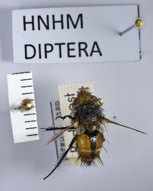  (Gonia vacua - BGE_000157_E07)  @11 [ ] Copyright (c) (2024) HNHM Hungarian National Museum Public Collection Centre - Hungarian Natural History Museum