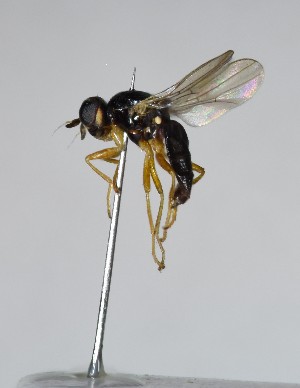  (Centorisoma elegantulum - BGE_000158_C09)  @11 [ ] Copyright (c) (2024) HNHM Hungarian National Museum Public Collection Centre - Hungarian Natural History Museum