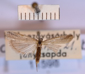  (Homoeosoma subalbatella - BGE_00146_B12)  @11 [ ] CreativeCommons  Attribution Non-Commercial (by-nc) (2024) Unspecified Hungarian Natural History Museum