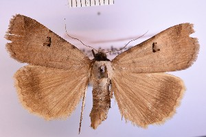  (Lygephila lubrica - BGE_00147_B02)  @11 [ ] CreativeCommons  Attribution Non-Commercial (by-nc) (2024) Unspecified Hungarian Natural History Museum