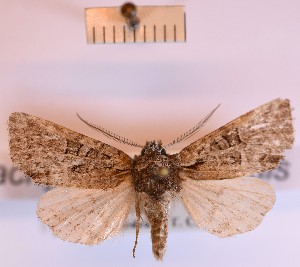  (Brachylomia uralensis - BGE_00148_A02)  @11 [ ] CreativeCommons  Attribution Non-Commercial (by-nc) (2024) Unspecified Hungarian Natural History Museum