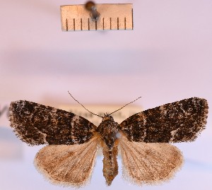  (Bryophila galathea - BGE_00148_A05)  @11 [ ] CreativeCommons  Attribution Non-Commercial (by-nc) (2024) Unspecified Hungarian Natural History Museum