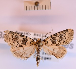  (Bryophila perloides - BGE_00148_A09)  @11 [ ] CreativeCommons  Attribution Non-Commercial (by-nc) (2024) Unspecified Hungarian Natural History Museum