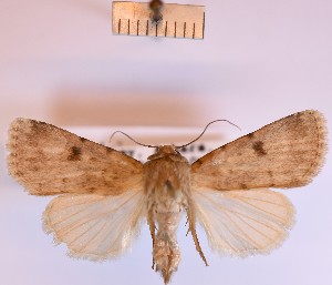  (Caradrina agrotina - BGE_00148_B07)  @11 [ ] CreativeCommons  Attribution Non-Commercial (by-nc) (2024) Unspecified Hungarian Natural History Museum
