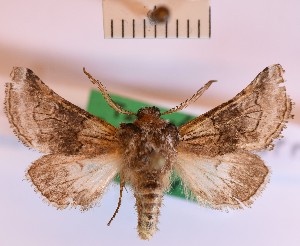  (Cleonymia pectinicornis - BGE_00148_E01)  @11 [ ] CreativeCommons  Attribution Non-Commercial (by-nc) (2024) Unspecified Hungarian Natural History Museum