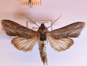  (Cucullia cemenelensis - BGE_00148_F05)  @11 [ ] CreativeCommons  Attribution Non-Commercial (by-nc) (2024) Unspecified Hungarian Natural History Museum