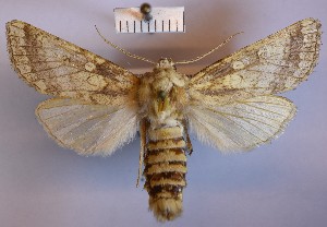  (Gortyna moesiaca - BGE_00149_G11)  @11 [ ] CreativeCommons  Attribution Non-Commercial (by-nc) (2024) Unspecified Hungarian Natural History Museum