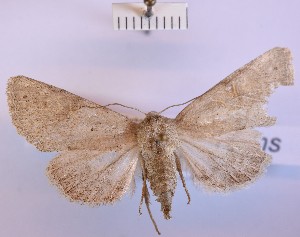  (Maraschia grisescens - BGE_00150_C01)  @11 [ ] CreativeCommons  Attribution Non-Commercial (by-nc) (2024) Unspecified Hungarian Natural History Museum