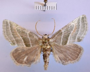  (Megalodes eximia - BGE_00150_C03)  @11 [ ] CreativeCommons  Attribution Non-Commercial (by-nc) (2024) Unspecified Hungarian Natural History Museum