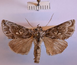  (Panchrysia ornata - BGE_00150_E02)  @11 [ ] CreativeCommons  Attribution Non-Commercial (by-nc) (2024) Unspecified Hungarian Natural History Museum