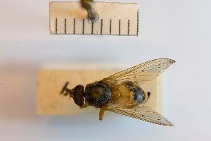  (Brachyopa maculipennis - BGE_00154_E07)  @11 [ ] Copyright (c) (2025) HNHM Hungarian National Museum Public Collection Centre - Hungarian Natural History Museum