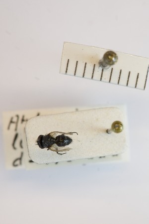  (Atylomyia - BGE_00155_G12)  @11 [ ] Copyright (c) (2024) HNHM Hungarian National Museum Public Collection Centre - Hungarian Natural History Museum