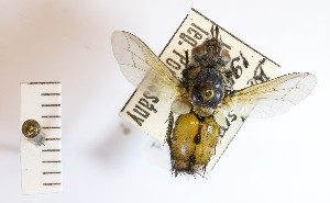  (Trichina praeceps - BGE_00155_H03)  @11 [ ] Copyright (c) (2024) HNHM Hungarian National Museum Public Collection Centre - Hungarian Natural History Museum