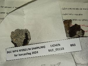  (Lecanora pannonica - BGE_00153_B03)  @11 [ ] Copyright (c) (2024) HNHM Hungarian National Museum Public Collection Centre - Hungarian Natural History Museum