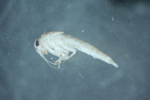  (Baetis sp. A SWRC - 16-SWRC-0052)  @11 [ ] CreativeCommons - Attribution (2010) Stroud Water Research Center (SWRC) Stroud Water Research Center (SWRC)