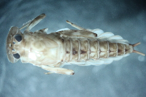  (Epeorus sp. B SWRC - 16-SWRC-0202)  @11 [ ] CreativeCommons - Attribution (2010) Stroud Water Research Center (SWRC) Stroud Water Research Center (SWRC)