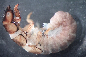  (Hydropsyche sp. A SWRC - 16-SWRC-0353)  @11 [ ] CreativeCommons - Attribution (2010) Stroud Water Research Center (SWRC) Stroud Water Research Center (SWRC)