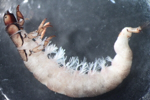  (Hydropsyche sp. B SWRC - 16-SWRC-0358)  @11 [ ] CreativeCommons - Attribution (2010) Stroud Water Research Center (SWRC) Stroud Water Research Center (SWRC)