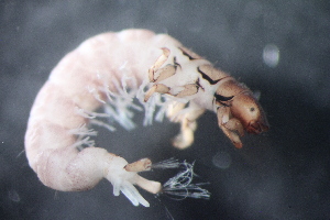  (Hydropsyche sp. C SWRC - 16-SWRC-0360)  @11 [ ] CreativeCommons - Attribution (2010) Stroud Water Research Center (SWRC) Stroud Water Research Center (SWRC)