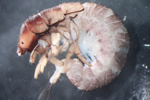  (Hydropsyche sp. D SWRC - 16-SWRC-0363)  @11 [ ] CreativeCommons - Attribution (2010) Stroud Water Research Center (SWRC) Stroud Water Research Center (SWRC)