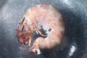  (Hydropsyche sp. E SWRC - 16-SWRC-0366)  @11 [ ] CreativeCommons - Attribution (2010) Stroud Water Research Center (SWRC) Stroud Water Research Center (SWRC)