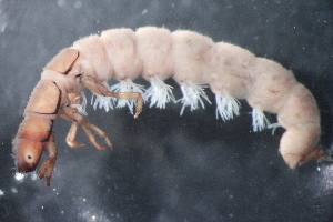  (Hydropsyche sp. F SWRC - 16-SWRC-0369)  @11 [ ] CreativeCommons - Attribution (2010) Stroud Water Research Center (SWRC) Stroud Water Research Center (SWRC)