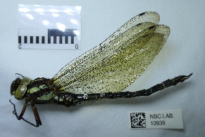  (Cephalaeschna orbifrons - NBC.LAB.10839)  @11 [ ] CreativeCommons - Attribution Share-Alike (2018) Unspecified National Biodiversity Centre, Bhutan