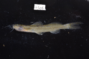  (Chasmocranus peruanus - CHON505)  @11 [ ] by-nc-sa (2025) Nicolas Hubert IRD