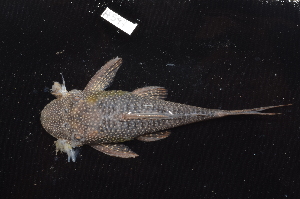  (Lasiancistrus schomburgkii - CHON547)  @11 [ ] by-nc-sa (2025) Nicolas Hubert IRD