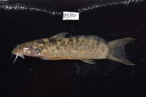  ( - CHON580)  @11 [ ] by-nc-sa (2025) Nicolas Hubert IRD