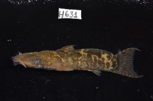  ( - CHON631)  @11 [ ] by-nc-sa (2025) Nicolas Hubert IRD