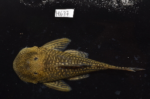  ( - CHON637)  @11 [ ] by-nc-sa (2025) Nicolas Hubert IRD