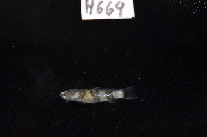  ( - CHON664)  @11 [ ] by-nc-sa (2025) Nicolas Hubert IRD