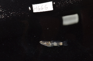  ( - CHON666)  @11 [ ] by-nc-sa (2025) Nicolas Hubert IRD